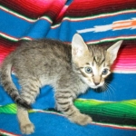 Savannah, F-6B Brown Spotted Male, DOB 4-25-16