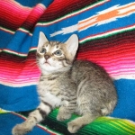 Savannah, F-6B Brown Spotted Male, DOB 4-25-16