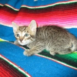 Savannah, F-6B Brown Spotted Male, DOB 4-25-16