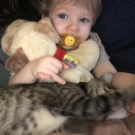 Pericles, savannah, F6B Brown spotted male, DOB 4/25/16