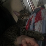 Pericles, savannah, F6B Brown spotted male, DOB 4/25/16