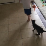 Pericles, savannah, F6B Brown spotted male, DOB 4/25/16