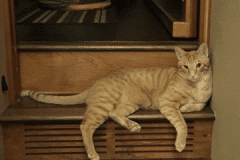 Intel Savannah F-6B Ginger Male DOB 4-25-16