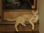 Intel Savannah F-6B Ginger Male DOB 4-25-16