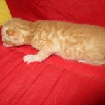 Savannah, Non-Standard, Cinnamon, F-6B Male DOB 4-25-16