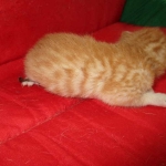 Savannah, Non-Standard, Cinnamon, F-6B Male DOB 4-25-16