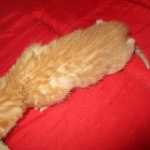 Savannah, Non-Standard, Cinnamon, F-6B Male DOB 4-25-16