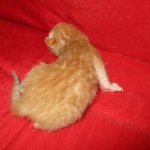 Savannah, Non-Standard, Cinnamon, F-6B Male DOB 4-25-16