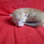 Savannah, Non-Standard, Cinnamon, F-6B Male DOB 4-25-16