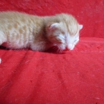 Savannah, Non-Standard, Cinnamon, F-6B Male DOB 4-25-16