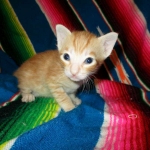 Savannah, Non-Standard, Cinnamon, F-6B Male DOB 4-25-16