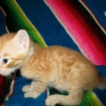 Savannah, Non-Standard, Cinnamon, F-6B Male DOB 4-25-16