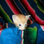 Savannah, Non-Standard, Cinnamon, F-6B Male DOB 4-25-16