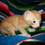 Savannah, Non-Standard, Cinnamon, F-6B Male DOB 4-25-16