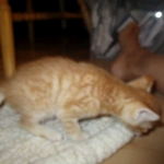 Savannah, Non-Standard, Cinnamon, F-6B Male