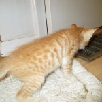 Savannah, Non-Standard, Cinnamon, F-6B Male