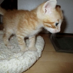 Savannah, Non-Standard, Cinnamon, F-6B Male