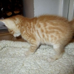 Savannah, Non-Standard, Cinnamon, F-6B Male