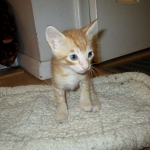 Savannah, Non-Standard, Cinnamon, F-6B Male