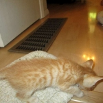 Savannah, Non-Standard, Cinnamon, F-6B Male