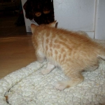 Savannah, Non-Standard, Cinnamon, F-6B Male