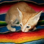 Savannah, Non-Standard, Cinnamon, F-6B Male