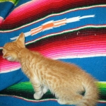 Savannah, Non-Standard, Cinnamon, F-6B Male