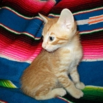 Savannah, Non-Standard, Cinnamon, F-6B Male