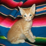 Savannah, Non-Standard, Cinnamon, F-6B Male