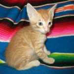 Savannah, Non-Standard, Cinnamon, F-6B Male