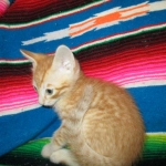 Savannah, Non-Standard, Cinnamon, F-6B Male