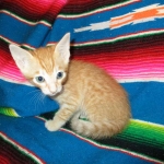 Savannah, Non-Standard, Cinnamon, F-6B Male