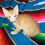 Savannah, Non-Standard, Cinnamon, F-6B Male