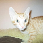 Savannah, Non-Standard, Cinnamon, F-6B Male