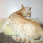 Savannah, Non-Standard, Cinnamon, F-6B Male