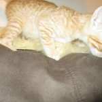 Savannah, Non-Standard, Cinnamon, F-6B Male