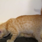 Savannah, Non-Standard, Cinnamon, F-6B Male