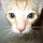 Savannah, Non-Standard, Cinnamon, F-6B Male