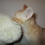 Savannah, Non-Standard, Cinnamon, F-6B Male