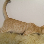 Savannah, Non-Standard, Cinnamon, F-6B Male