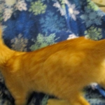 Savannah, Non-Standard, Cinnamon, F-6B Male