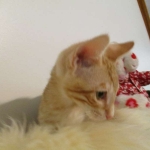 Savannah, Non-Standard, Cinnamon, F-6B Male