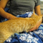 Intel, Savannah, Non-Standard, Cinnamon, F-6B Male