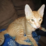 Intel, Savannah, Non-Standard, Cinnamon, F-6B Male