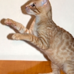 Intel, Savannah, Non-Standard, Cinnamon, F-6B Male