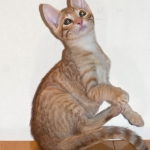 Intel, Savannah, Non-Standard, Cinnamon, F-6B Male