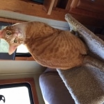 Intel, Savannah, Non-Standard, Cinnamon, F-6B Male