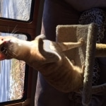 Intel, Savannah, Non-Standard, Cinnamon, F-6B Male