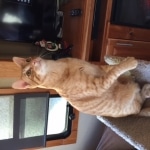 Intel, Savannah, Non-Standard, Cinnamon, F-6B Male