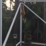 Intel, Savannah, Non-Standard, Cinnamon, F-6B Male